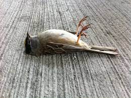 dead bird poststreet self expression through the sock bird bird drawings birds and the bees