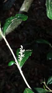 Image result for Thecacoris trichogyne