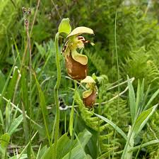 Image result for Olax aschersoniana