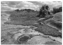 Image result for Ypsilopus zimbabweensis