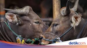 147/ sdm / xi /2009 : Apa Arti Qurban Dalam Raya Idul Adha Ini Hukum Dan Ketentuannya