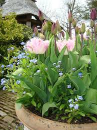 Wordpress Com Highgrove Garden Garden Containers Plants