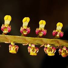 Image result for Bulbophyllum falcatum
