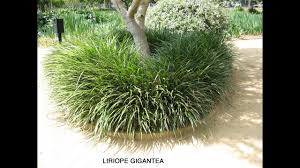 Maybe you would like to learn more about one of these? Liriope Gigantea Giant Lily Turf Youtube