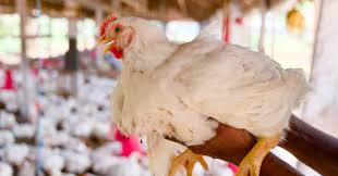 El Engorde de Pollos de Carne | Vegan FTA