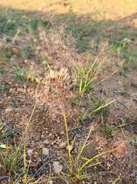 Image result for Sporobolus festivus