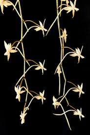 Image result for Summerhayesia zambesiaca