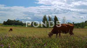 Young Caws Eating Grass In The Field Among Wild Nature Stock Footage Ad Eating Grass Young Caws Wild Nature Nature Grass