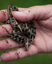 How do you spell abfebien? Deformed Minnesota Frogs Still Largely A Mystery 17 Years Later Mpr News