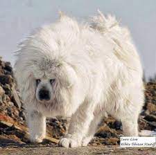 White Tibetan Mastiff Looks Like Snow Lion Mastiff Puppies Tibetan Mastiff Dog White Tibetan Mastiff