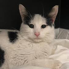 Hi there. I have a very old rescue Siamese. I'd say over 15 years old. He  has just stopped eating