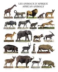 African Animals Print Allposters Com In 2020 Africa Animals African Animals Animal Posters