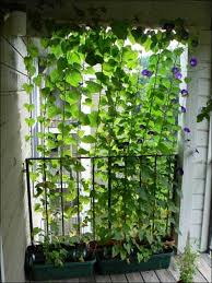 Check spelling or type a new query. 30 Clever And Pretty Diy Outdoor Privacy Screens