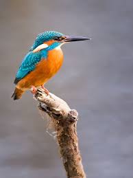 Kingfisher By Marc Tornambe 500px Vogel Fotos Eisvogel Bemalte Vogel