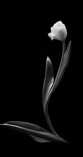 Spring Flower Fresh Wallpaper Phone Black White Tulip Dark Phone Wallpapers Black Tulips Flower Background Wallpaper