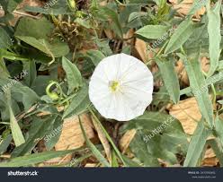Image result for Barleria macrostegia