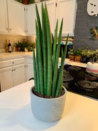 Image result for Marsdenia angolensis