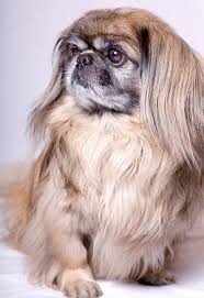 Most purebred pekingese have more hair than they know what to do with. Pekingese What S Good About Em What S Bad About Em