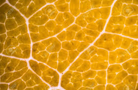 Types of cells that can be viewed under a basic compound microscope include cork cells, plant cells and even human cells scraped from the inside of the cheek. Blurred Plant Cells Under Microscope Stock Photo Picture And Royalty Free Image Image 44065627
