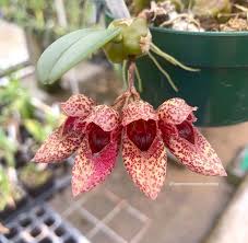 Image result for Bulbophyllum elliotii