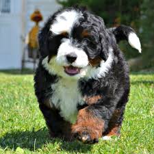 Black Bernese Mountain Dog Poodle Mix Tricolor Bernedoodle Doodle Dog Breeds Bernedoodle Puppy Bernese Mountain Dog Poodle