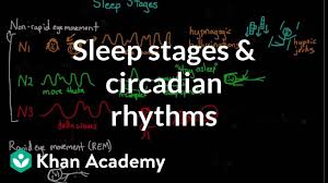 Sleep Stages And Circadian Rhythms Video Khan Academy