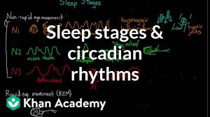 sleep stages and circadian rhythms video khan academy