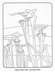 Black And White Images Of Pitcher Plant Free Carnivorous Plant Coloring Pages In 2020 Carnivorous Plants Purple Pitcher Plant Coloring Pages