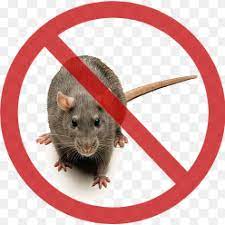 Cara ini sudah terbukti dan dijamin ampuh, selain itu alat dan jika anda belum pernah menggunakan metode cara mengusir tikus dengan cuka, berikut akan kami paparkan cara ampuh mengusir tikus dengan cuka. Cara Ampuh Mengusir Tikus Dengan Cuka