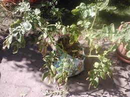 Potato facts by steven b. Drooping Wilty Potato Plant