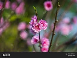 Lunar new year flowers vietnam. Peach Flowers Garden Image Photo Free Trial Bigstock