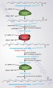 Omega 3 Omega 6 Fatty Acid Synthesis Metabolism Functions The Medical Biochemistry Page