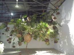 Alain Gernigon Expo A La Friche Au Port 97420 Plants