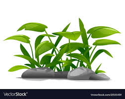 Ornamental Plants Composition Vector Image On Vectorstock Ornamental Plants Plants Plant Decor