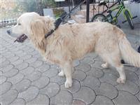 Training your golden retriever puppy is one of the best things you can do both for them and with them. Golden Retriever Ne Gjithe Kosoven Merrjep Com