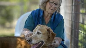 Shadow (don ameche), a wise golden retriever; Co Founder Of Northern California Golden Retriever Rescue Has Died The Sacramento Bee