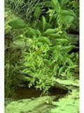 Image result for Olax obtusifolia