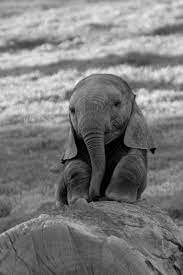 We did not find results for: Baby Elephant Sitting Down After A Tough Day At School Aww My Head Hurts 3 Cute Baby Animals Baby Animals Cute Animals