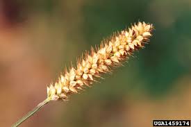 Image result for Setaria pumila
