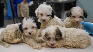 Maltese dogs for adoption near chicago, illinois, usa, page 1 (10 per page) puppyfinder.com is proud to be a part of the online adoption community. Time To See A Man About A Dog 250 Rescue Pups Now Ready For Adoption