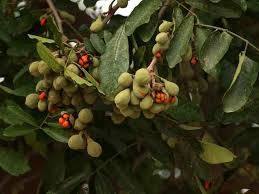 Image result for Trichilia