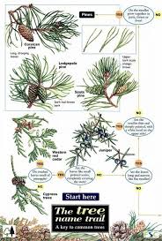 Id Chart Tree Name Trail