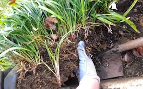 Perennials are super easy to care for. 20 Easy Perennials To Multiply By Division