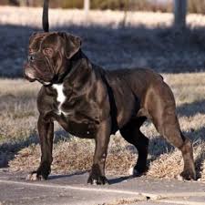 Today, we can produce more than 100,000 components on a single chip. Evolution Olde English Bulldogges English Bulldog Funny Bulldog Bully Breeds Dogs