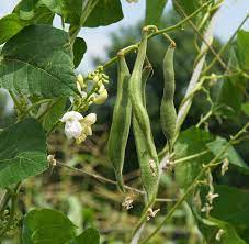 Macro view of white bean flowers between leaves. White Lady Runner Bean Seeds