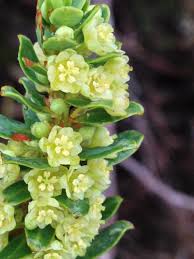 Image result for Hermannia seineri