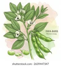 Image result for Vicia faba