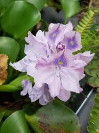 Image result for Pontederia crassipes