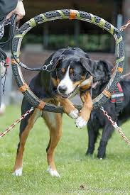 Ebenso wie ihre schweizer vorfahren arbeiten berner sennenhunde nach wie vor gern und genießen die sportliche aktivität wie auch die. Grosser Schweizer Sennenhund Rasseportrait Planet Hund