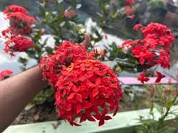 Image result for Ixora sp. A
